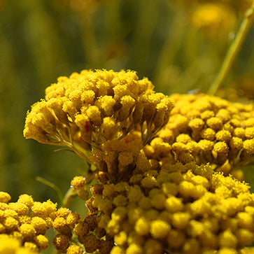 Featured Ingredient - L'Occitane