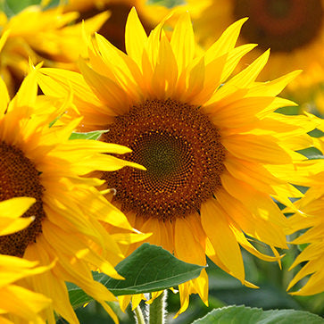 Featured Ingredient - L'Occitane